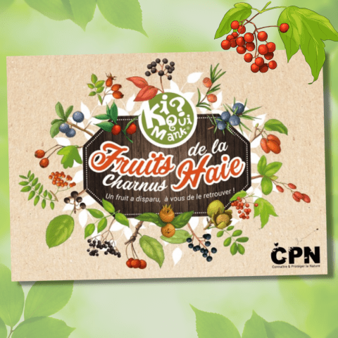 Ki qui mank ? Fruits de la Haie charnus : Un fruit a disparu, à vous de le retrouver !