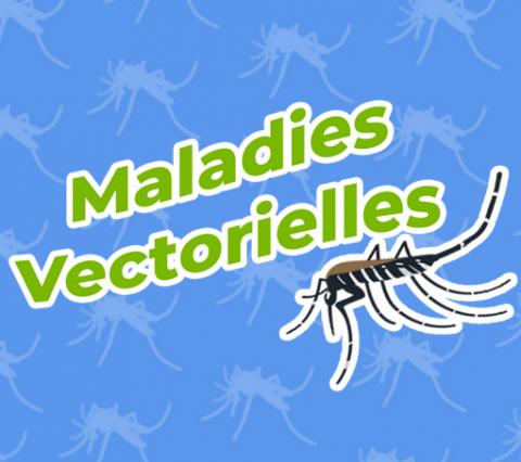 titre du jeu et illustration d'un moustique tigre